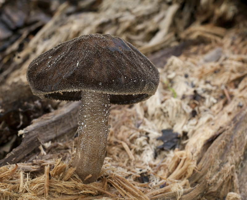 Pluteus umbrosus